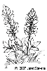 bluebonnet
